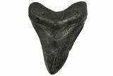 Fossil Megalodon Tooth - Georgia #144300-1
